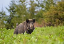 Controllo del cinghiale in Toscana, ok alla braccata Controllo del cinghiale in Toscana: cinghiale nel bosco