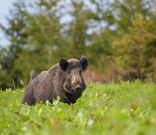 Controllo del cinghiale in Toscana, ok alla braccata Controllo del cinghiale in Toscana: cinghiale nel bosco
