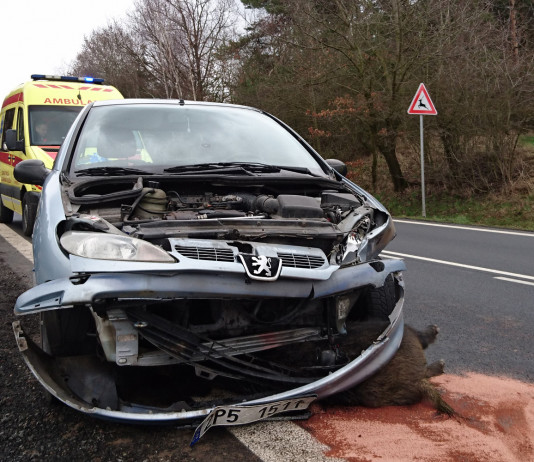 Incidente con cinghiale: chi paga? Incidente con cinghiale chi paga