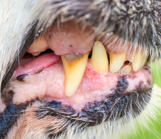 Morso di un cane: che fare? Morso di un cane: denti di cane in primo piano