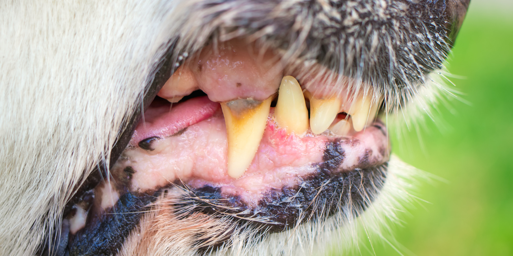 Morso di un cane: denti di cane in primo piano