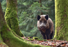 Nessuna sospensione alla caccia al cinghiale in Lombardia Nessuna sospensione alla caccia al cinghiale in Lombardia: cinghiale nella foresta
