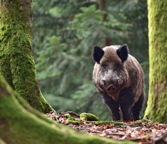 Nessuna sospensione alla caccia al cinghiale in Lombardia Nessuna sospensione alla caccia al cinghiale in Lombardia: cinghiale nella foresta