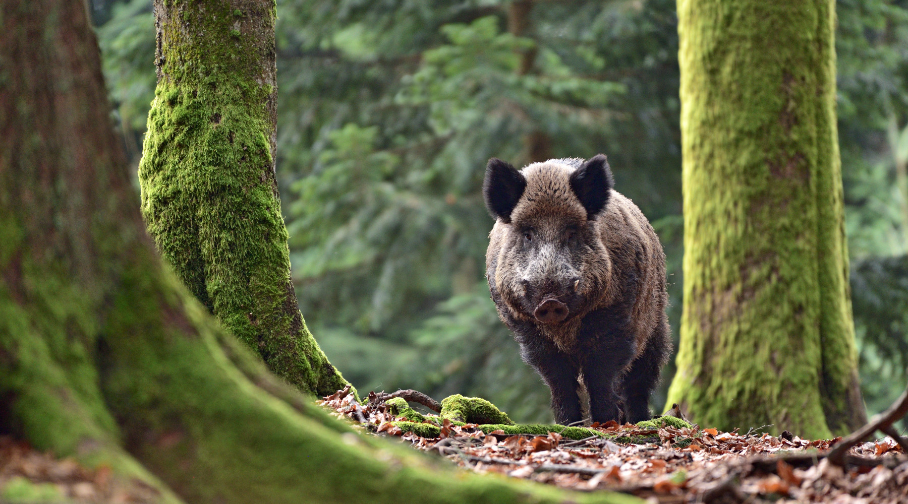 Nessuna sospensione alla caccia al cinghiale in Lombardia: cinghiale nella foresta