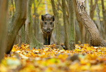 Peste suina africana, Liguria pronta a chiarimenti Peste suina africana: cinghiale nella foresta autunnale