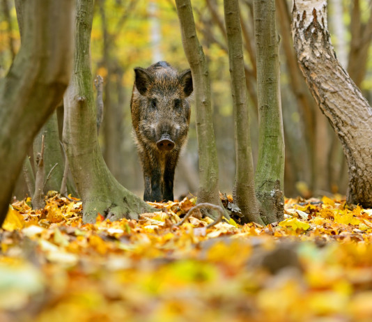 Peste suina africana, Liguria pronta a chiarimenti Peste suina africana: cinghiale nella foresta autunnale