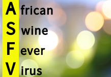 Peste suina africana: aggiornamento Peste suina africana aggiornamento