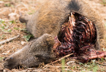 Peste suina africana, mobilitazione dei cacciatori Peste suina africana: carcassa di cinghiale