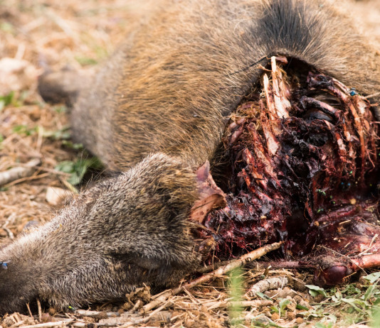 Peste suina africana, mobilitazione dei cacciatori Peste suina africana: carcassa di cinghiale