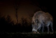 Peste suina africana, ecco tutte le misure Peste suina africana: cinghiale di notte