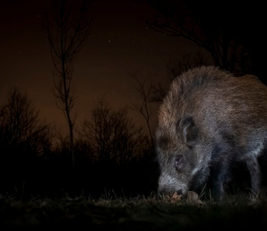 Peste suina africana, ecco tutte le misure Peste suina africana: cinghiale di notte