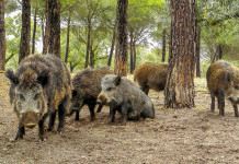 Peste suina africana in Liguria: l’ordinanza Peste suina africana in Liguria: branco di cinghiali