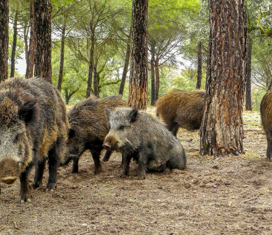 Peste suina africana in Liguria: l’ordinanza Peste suina africana in Liguria: branco di cinghiali