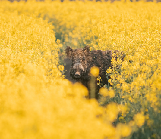Peste suina africana, interrogazione della Lega Peste suina africana: cinghiale in un campo di colza