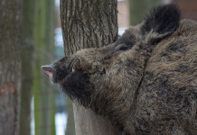 Peste suina africana, la nota della Federcaccia Peste suina africana: cinghiale nella foresta
