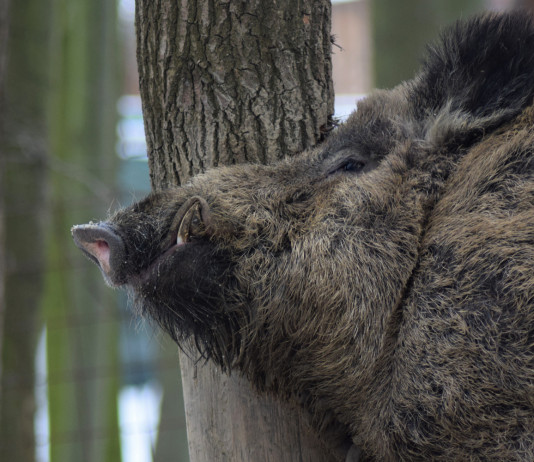 Peste suina africana, la nota della Federcaccia Peste suina africana: cinghiale nella foresta