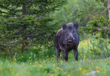 Peste suina africana, la richiesta del governo Peste suina africana: cinghiale nel bosco