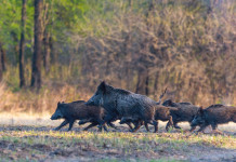 Peste suina africana, le indicazioni del Piemonte Peste suina africana: cinghiali nella foresta