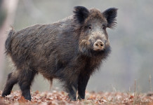 Peste suina africana, mozione da consiglio Lombardia Peste suina africana: cinghiale in primo piano