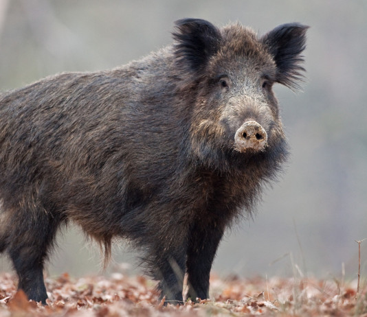 Peste suina africana, mozione da consiglio Lombardia Peste suina africana: cinghiale in primo piano
