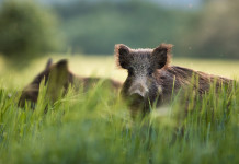 Peste suina africana, niente caccia al cinghiale a Pavia Peste suina africana: due cinghiali nell'erba