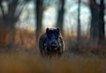 Peste suina africana, restrizioni alla caccia a Massa Carrara Peste suina africana: cinghiale in primo piano, nel bosco