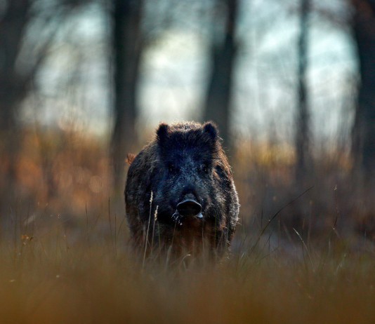 Peste suina africana, restrizioni alla caccia a Massa Carrara Peste suina africana: cinghiale in primo piano, nel bosco