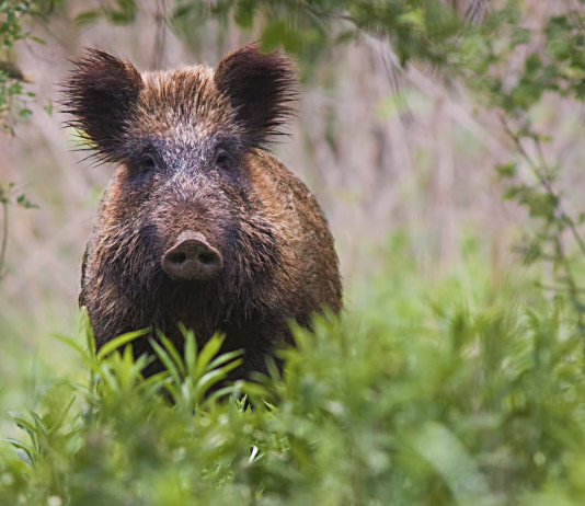 Peste suina africana, restrizioni alla caccia a Parma e Piacenza Peste suina africana: cinghiale nel bosco