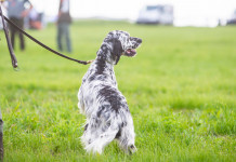 Peste suina africana, sospese le prove Enci in cinque regioni Peste suina africana, sospese le prove Enci in cinque regioni: setter a guinzaglio di conduttore