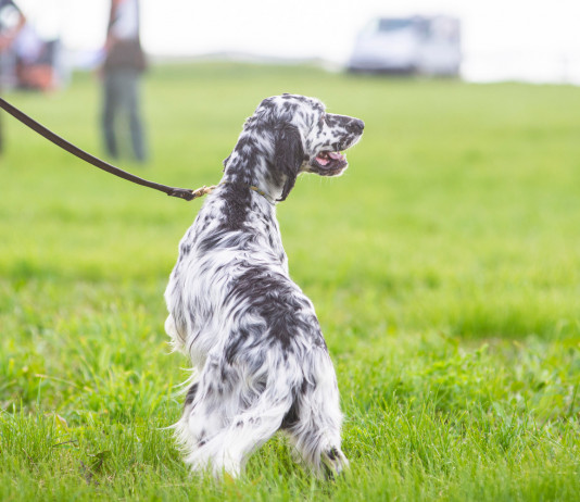 Peste suina africana, sospese le prove Enci in cinque regioni Peste suina africana, sospese le prove Enci in cinque regioni: setter a guinzaglio di conduttore