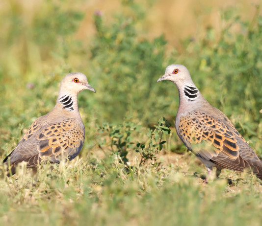 Piano di gestione della tortora, il governo risponde all’Arcicaccia Piano di gestione della tortora,: due tortore in ambiente naturale