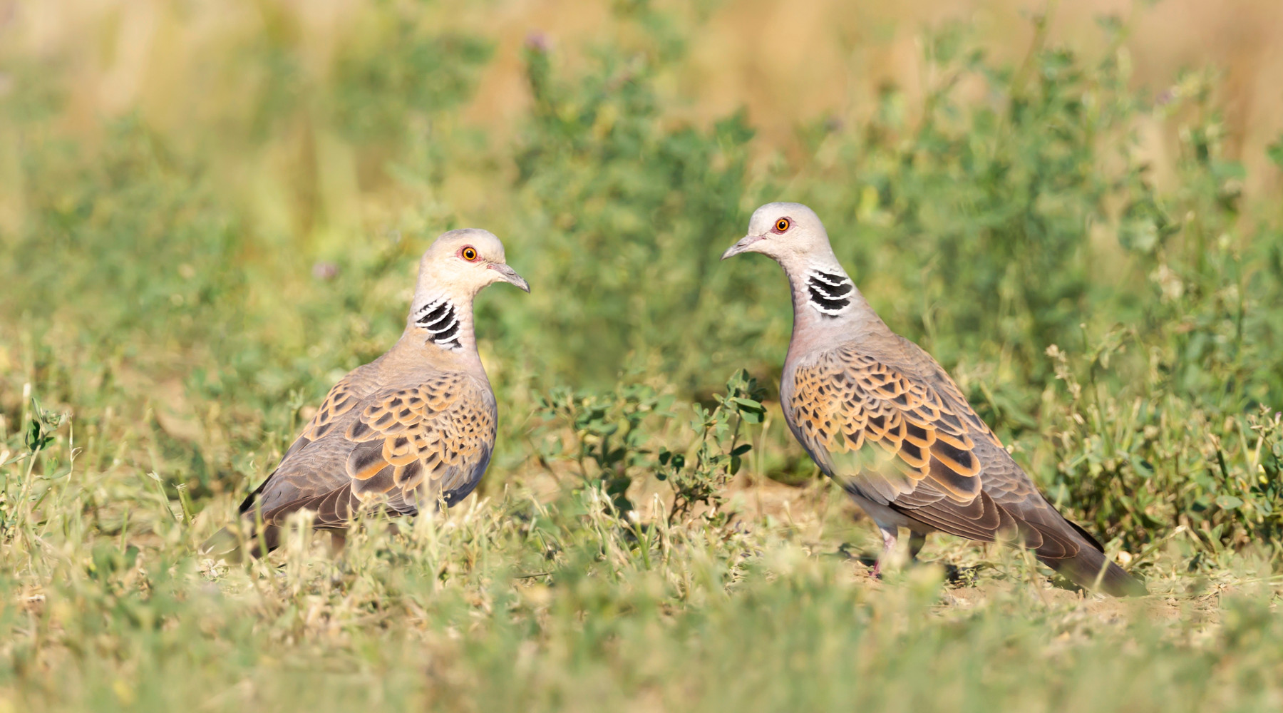 Piano di gestione della tortora, il governo risponde all’Arcicaccia Piano di gestione della tortora,: due tortore in ambiente naturale