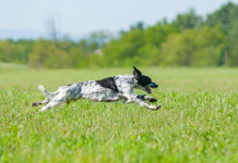 Prove cinofile e peste suina africana: sospensione circoscritta Prove cinofile e peste suina africana: setter mentre corre nell'erba