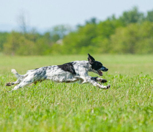 Prove cinofile e peste suina africana: sospensione circoscritta Prove cinofile e peste suina africana: setter mentre corre nell'erba