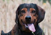 Dachsbracke e caccia al cinghiale dachsbracke
