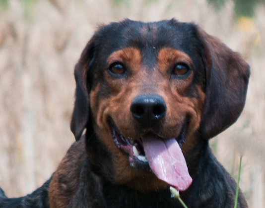 Dachsbracke e caccia al cinghiale dachsbracke