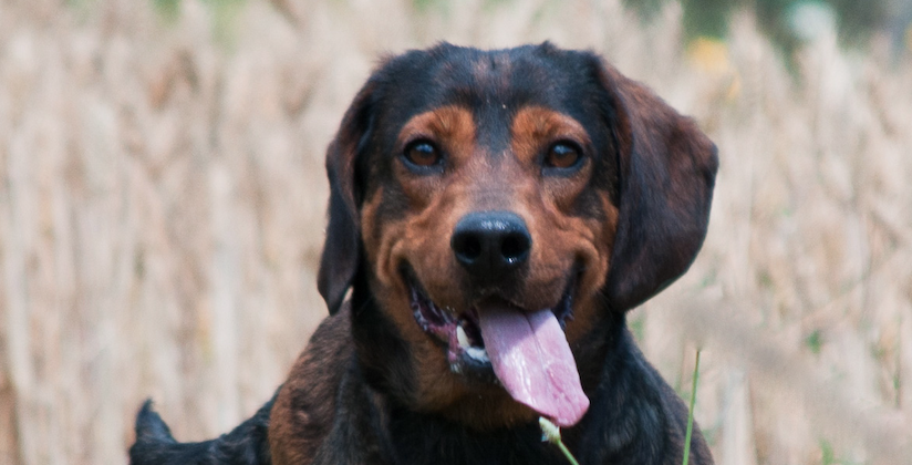 Dachsbracke Segugio Della Vestfalia Cane Da Caccia Al Cinghiale Dachsbracke Segugio Della Vestfalia Cane Da Caccia Al Cinghiale