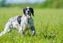 Allenamento cani nelle Marche: ecco le indicazioni Allenamento cani nelle Marche: setter inglese da caccia