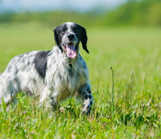 Allenamento cani nelle Marche: ecco le indicazioni Allenamento cani nelle Marche: setter inglese da caccia