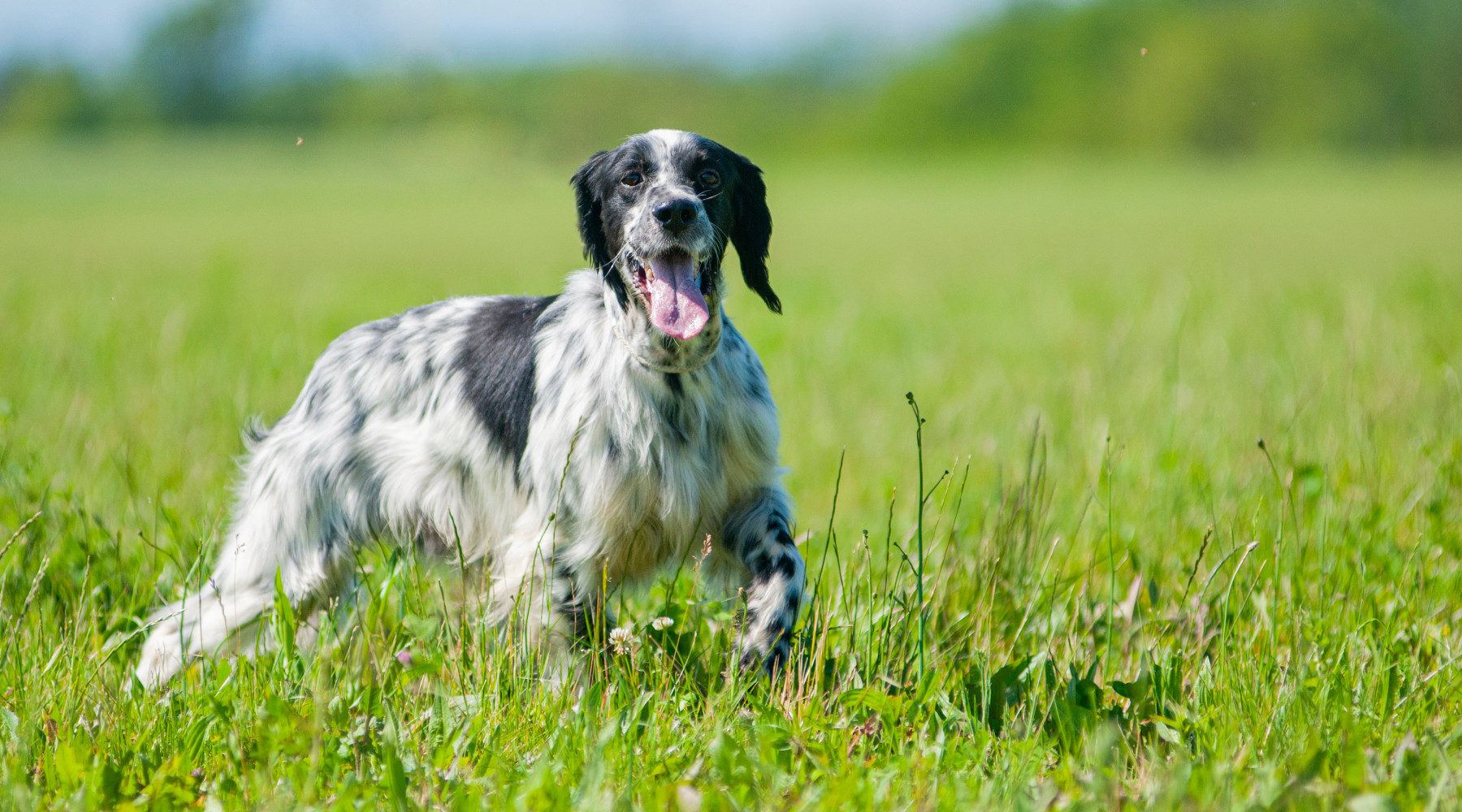 Allenamento cani nelle Marche: setter inglese da caccia