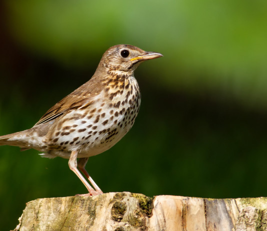 Caccia da appostamento in Toscana: le nuove date per le richieste Caccia da appostamento in Toscana: tordo bottaccio su tronco capitozzato