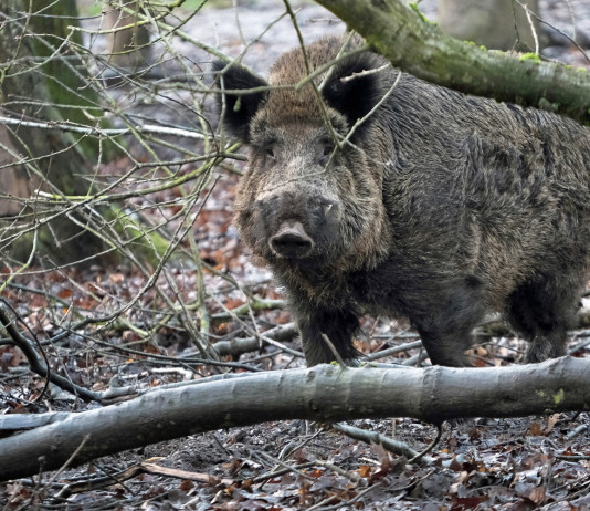 Caccia di selezione al cinghiale in Lombardia: la situazione Caccia di selezione al cinghiale: cinghiale nel bosco