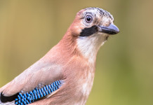 Caccia in Campania: il promemoria della Regione sul calendario venatorio Caccia in Campania il promemoria della Regione sul calendario venatorio
