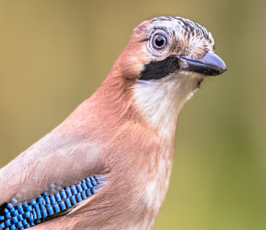 Caccia in Campania: il promemoria della Regione sul calendario venatorio Caccia in Campania il promemoria della Regione sul calendario venatorio