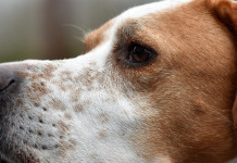 Caccia in Lombardia: le proposte della commissione Caccia in Lombardia: testa di cane da caccia in primo piano