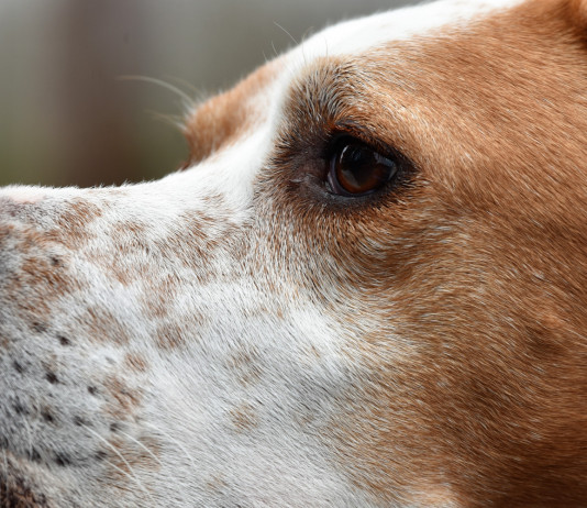 Caccia in Lombardia: le proposte della commissione Caccia in Lombardia: testa di cane da caccia in primo piano