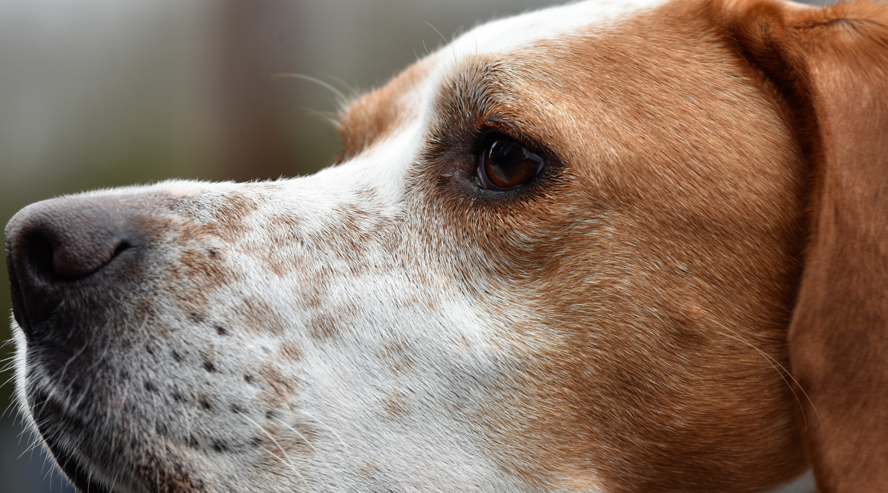 Caccia in Lombardia: testa di cane da caccia in primo piano