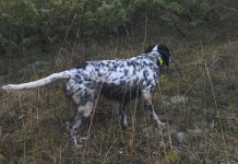 Cinofilia venatoria: la beccaccia e il cane Cinofilia venatoria la beccaccia e il cane