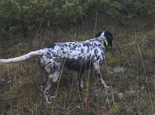 Cinofilia venatoria: la beccaccia e il cane Cinofilia venatoria la beccaccia e il cane