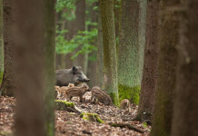Durata della stagione di caccia al cinghiale: una richiesta dall’Umbria Durata della stagione di caccia al cinghiale: femmina con piccoli tra gli alberi della foresta